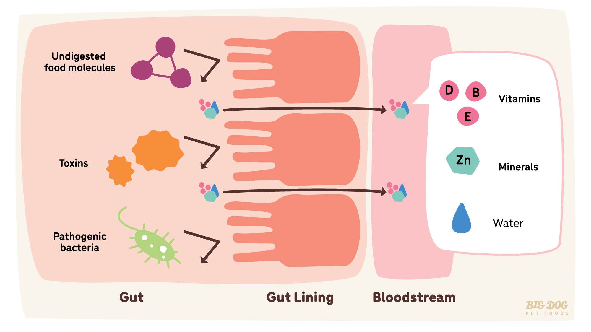 Leaky gut and the importance of diet for dogs with allergies Guides